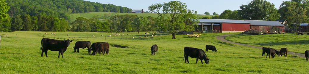 Croftburn Farm Culpeper Virginia
